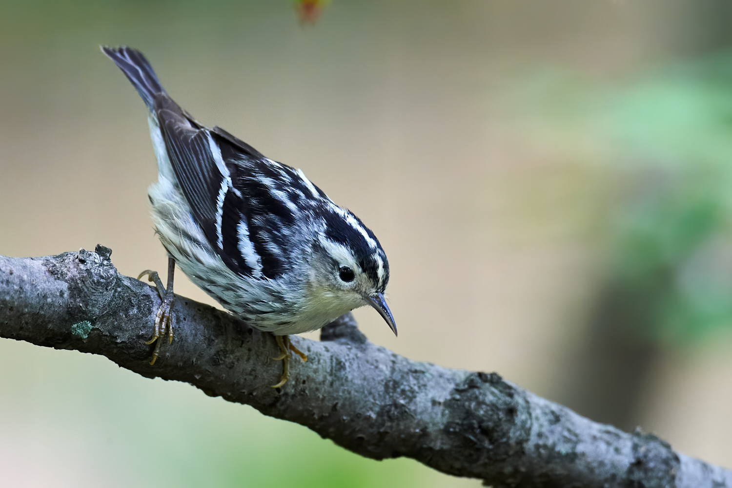 black and white warbler female