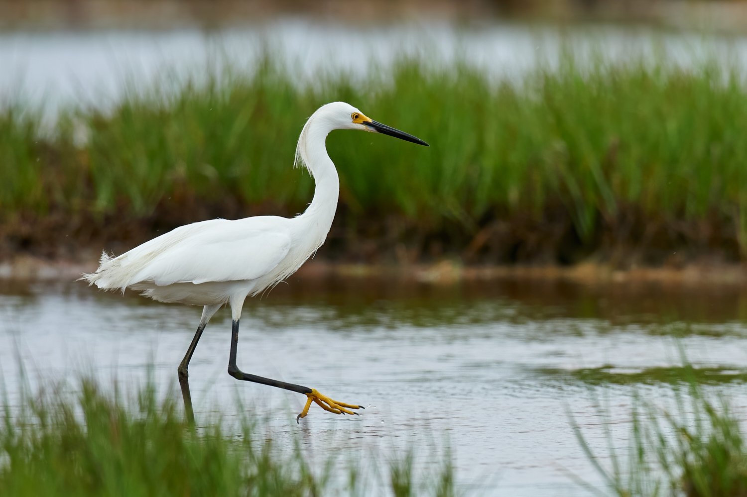 Captree Island, June 27, 2015