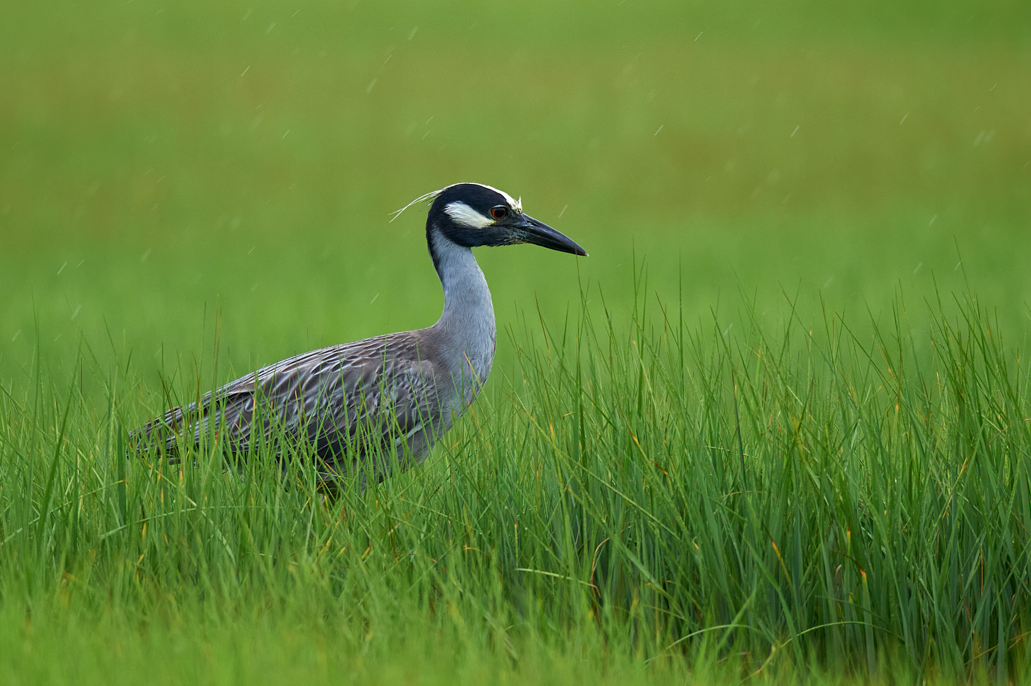 Captree Island, June 27, 2015
