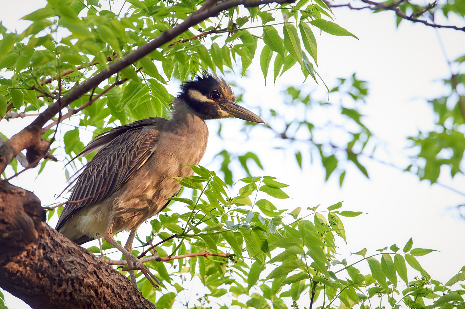 Central Park, May 11, 2014