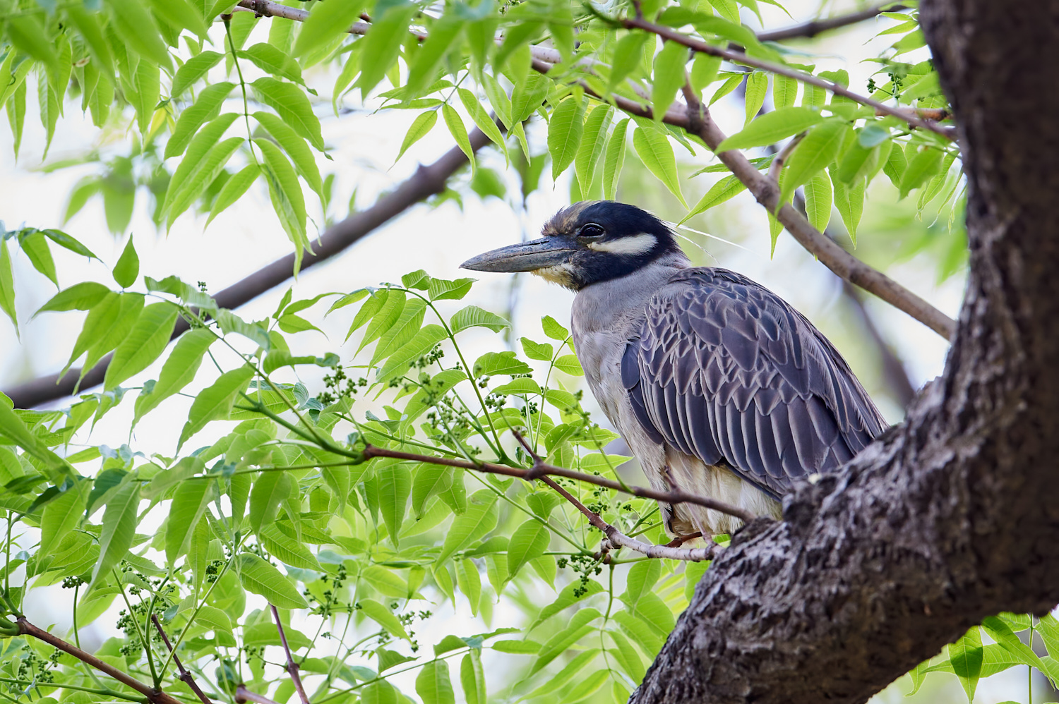 Central Park, May 11, 2014