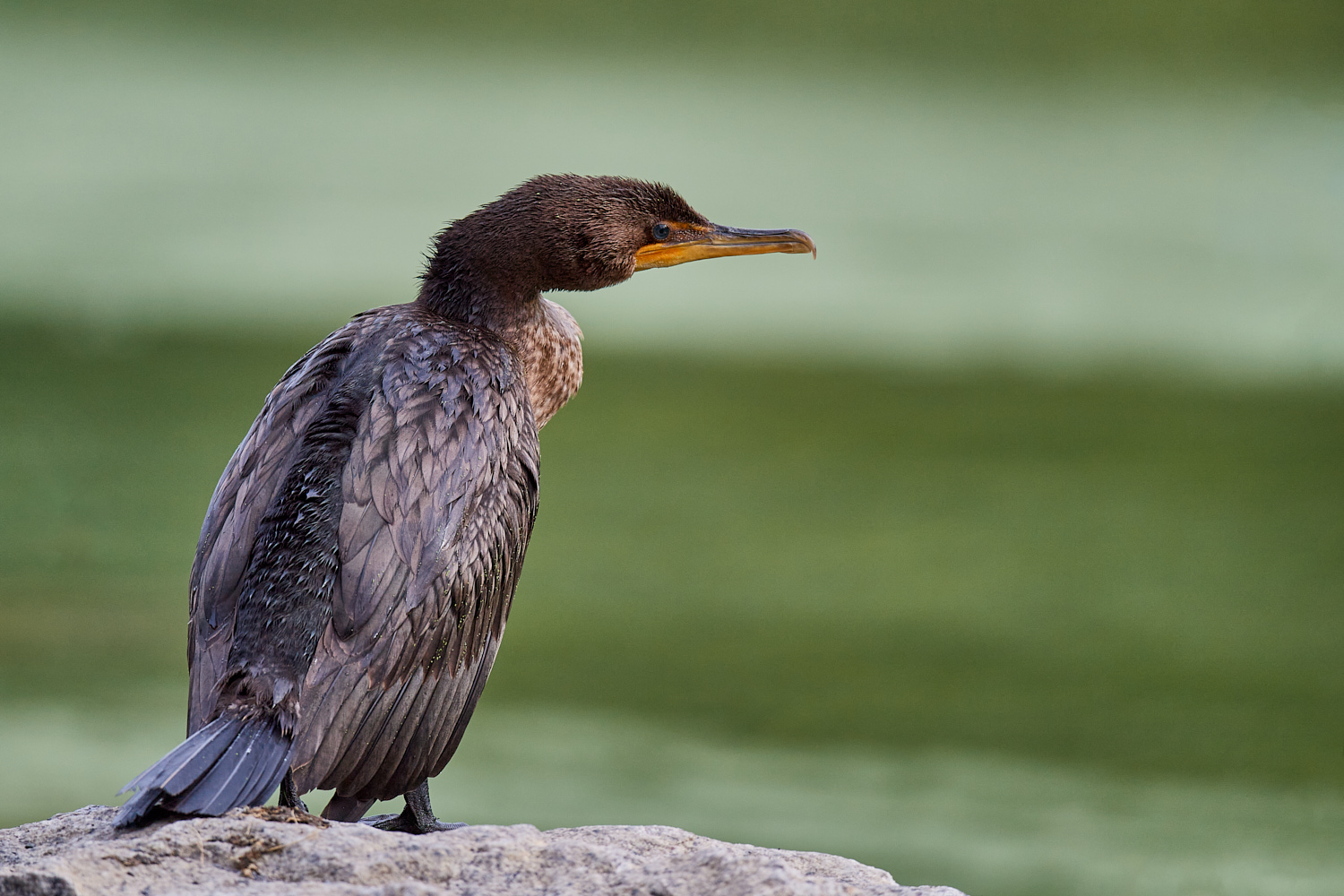 Birds of New York Double_Crested_Cormorant