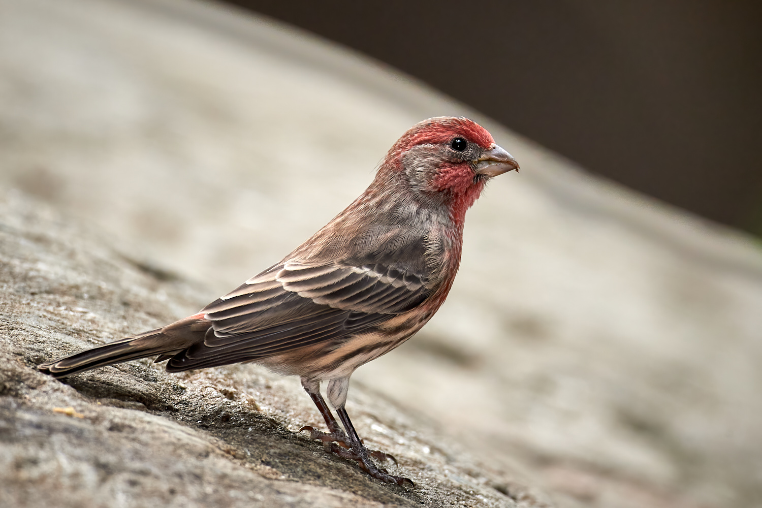 Birds of New York | Finches