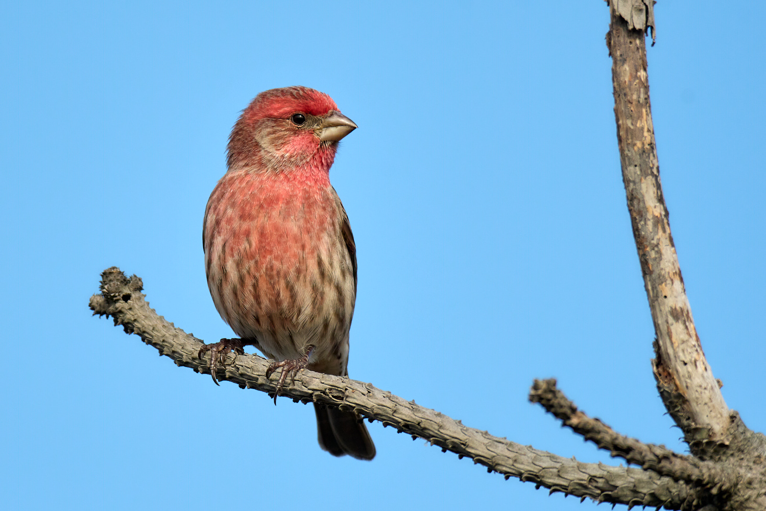 Birds of New York | Finches