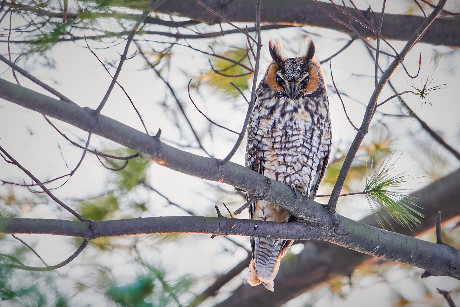Central Park, December 18, 2013