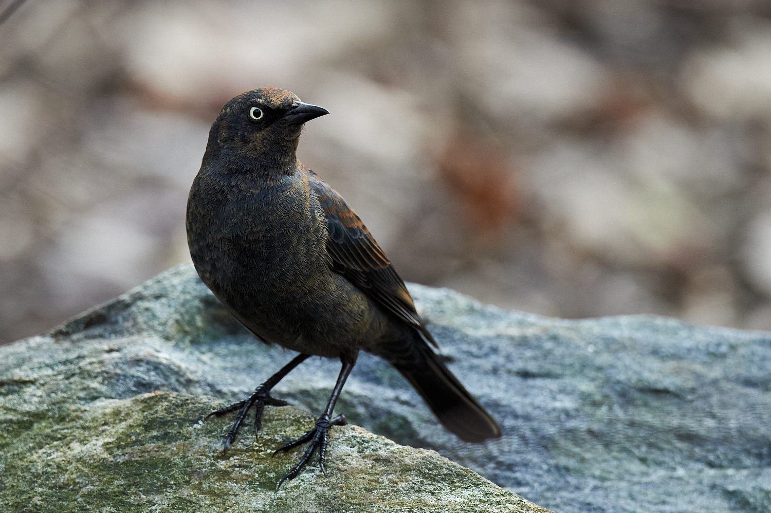 Birds of New York Orioles, Blackbirds, Jays, and Crows