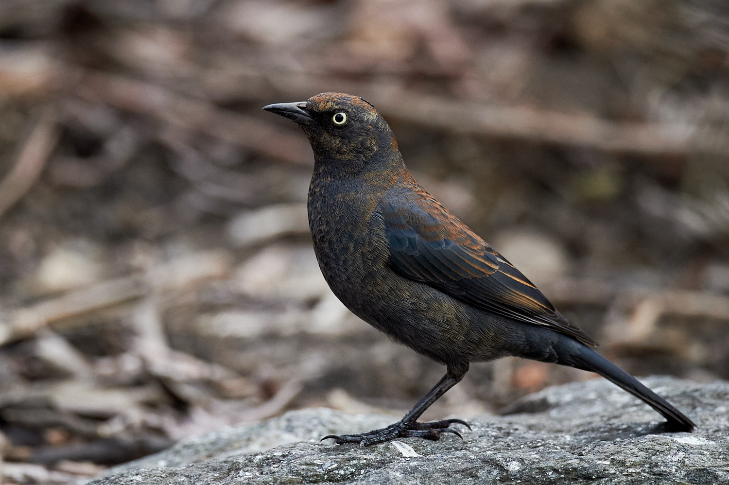 Birds of New York