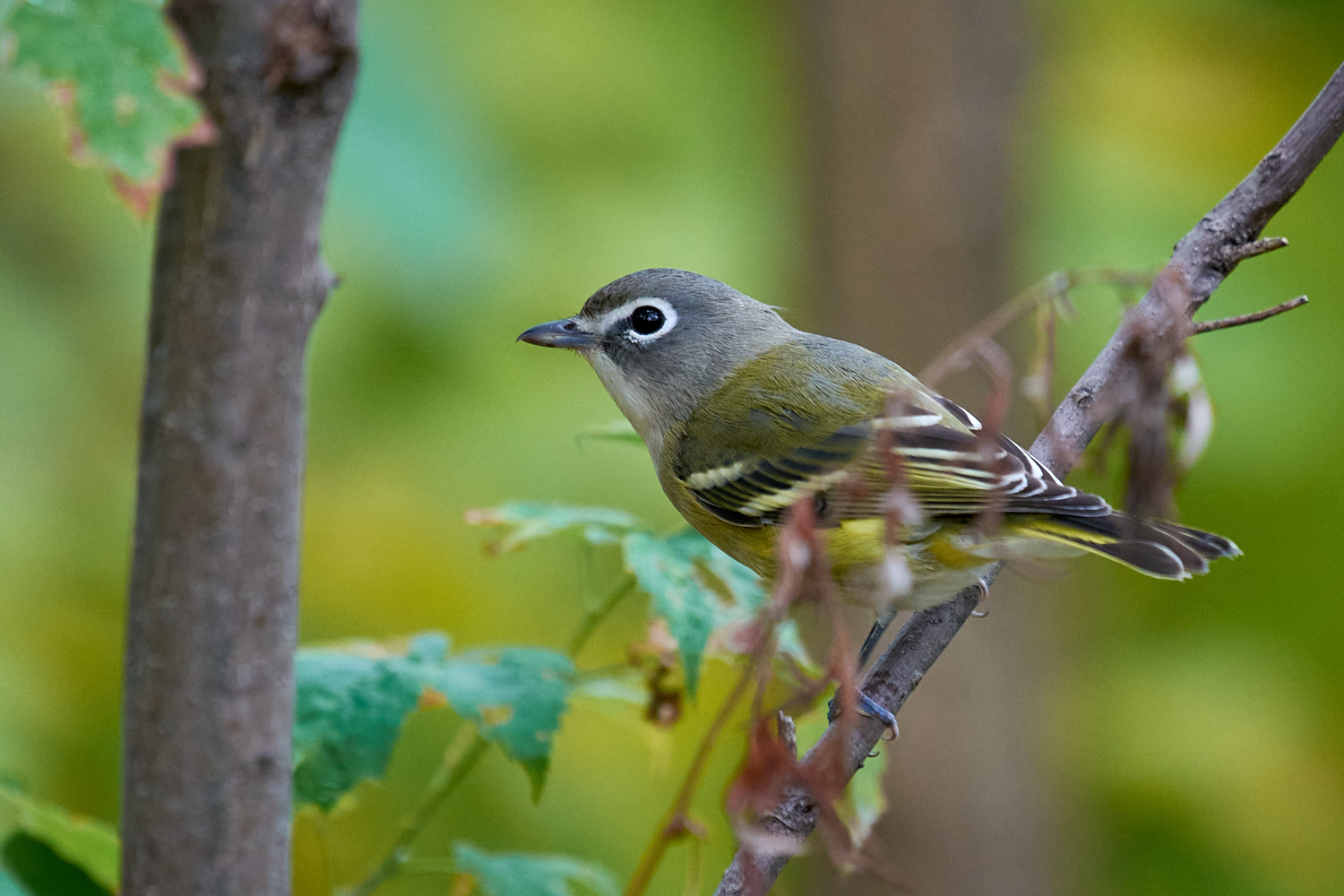 Birds of New York | Vireos