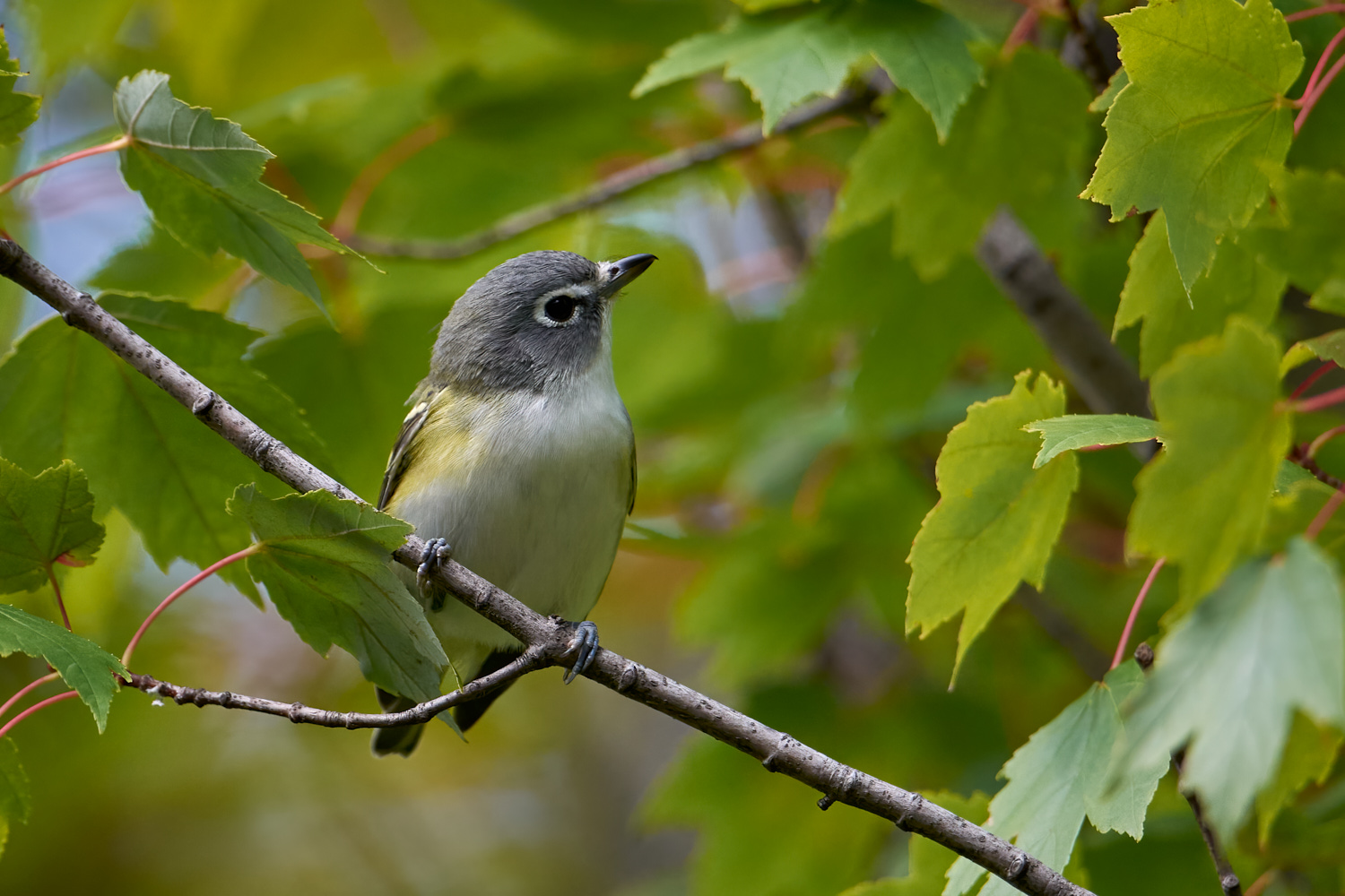 Birds of New York | Vireos