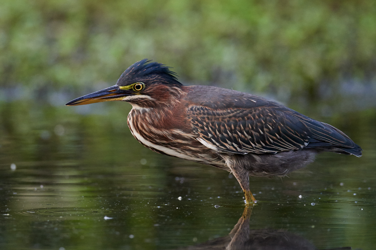 Birds of New York | Cormorants, Gannets, Ibises, and Herons