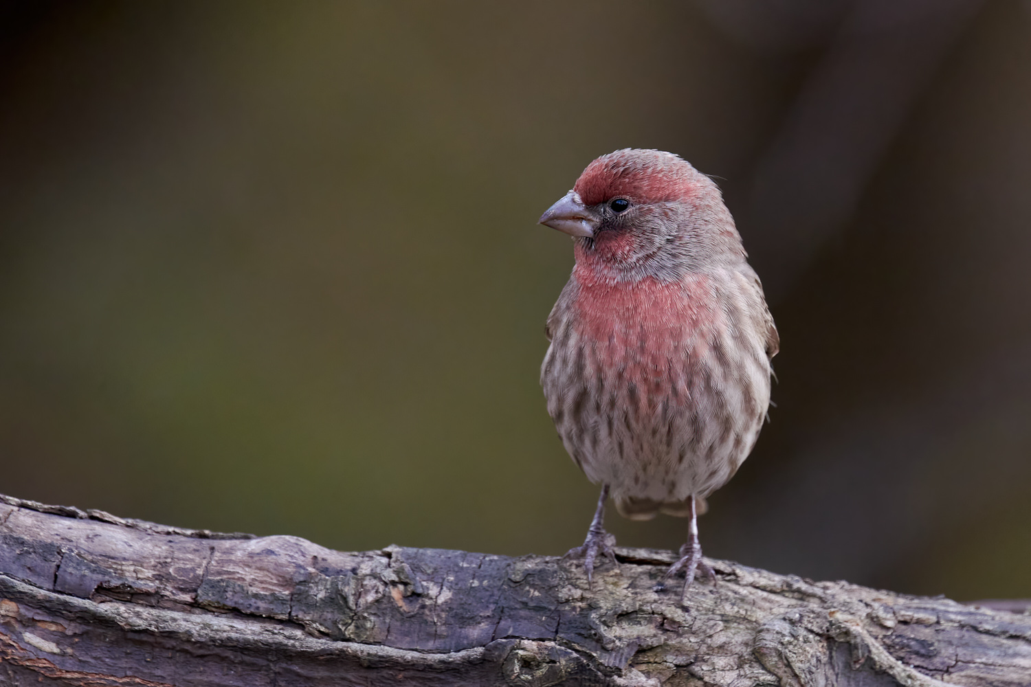 Birds of New York | Finches