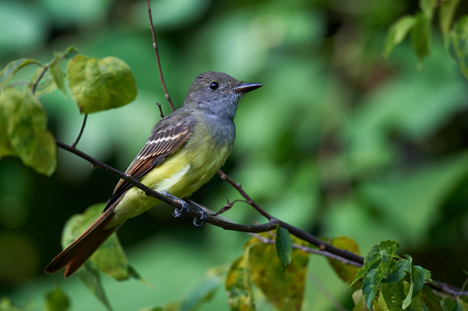 Birds of New York | Flycatchers