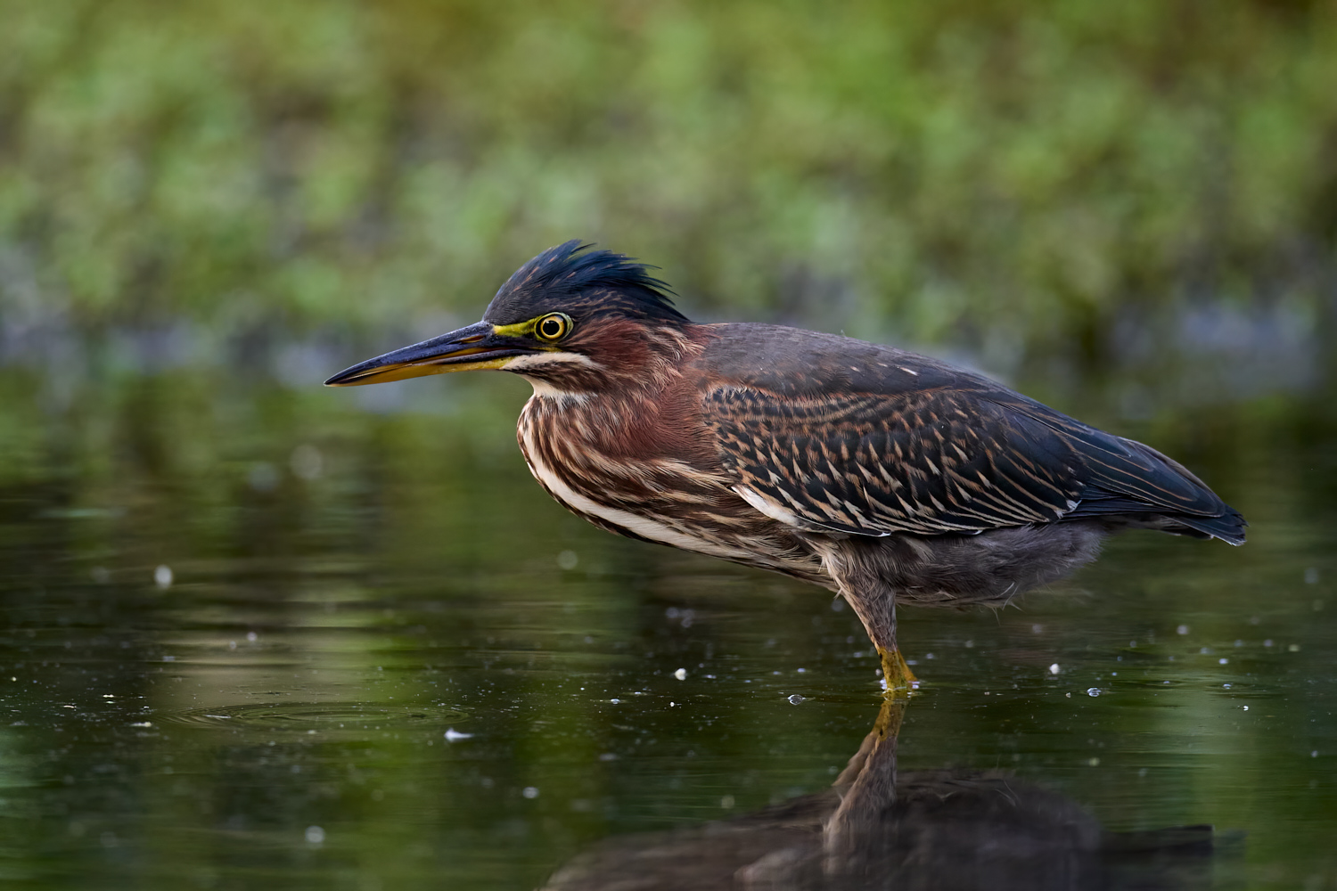 Birds of New York | Green_Heron