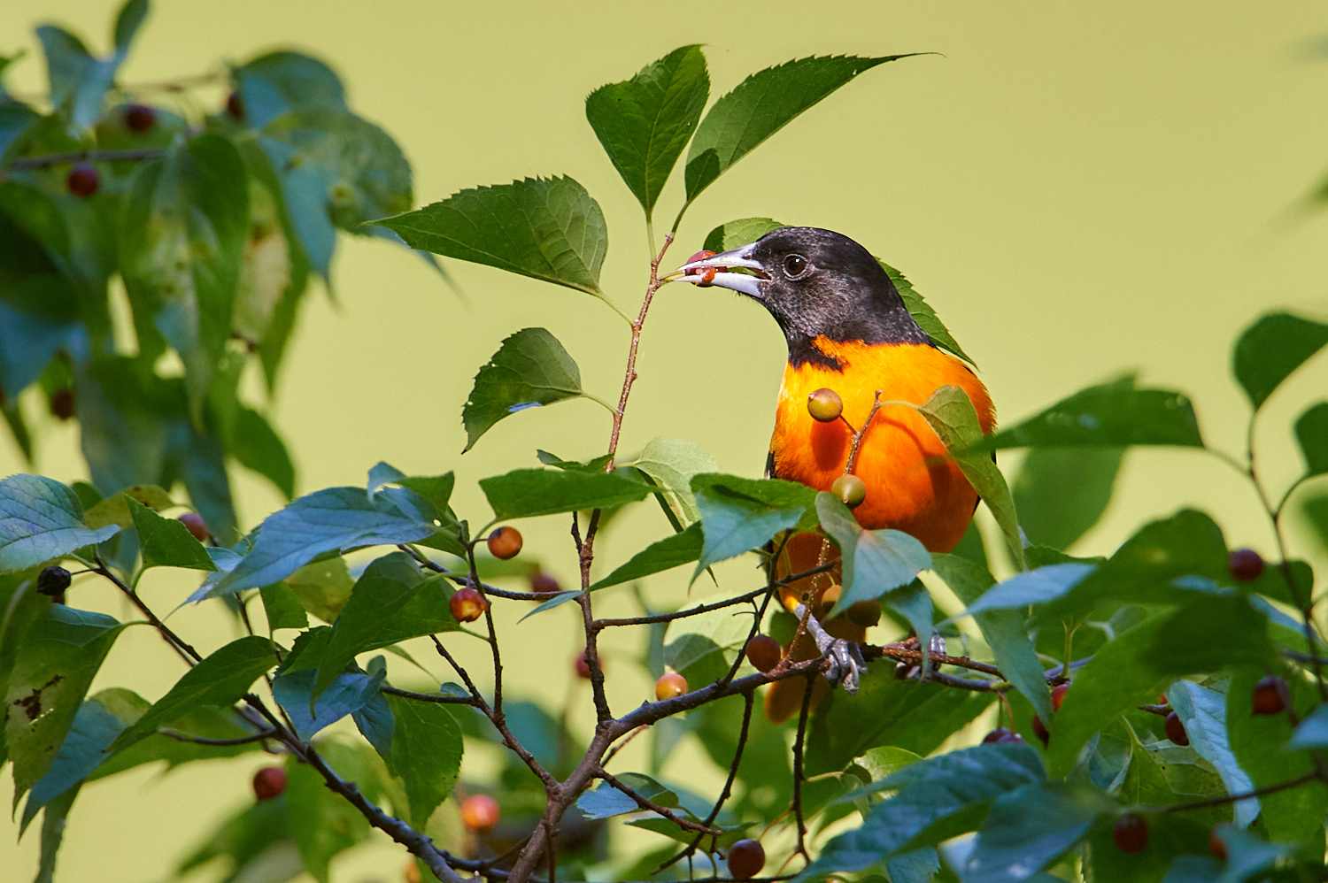 Birds of New York | Orioles, Blackbirds, Jays, and Crows