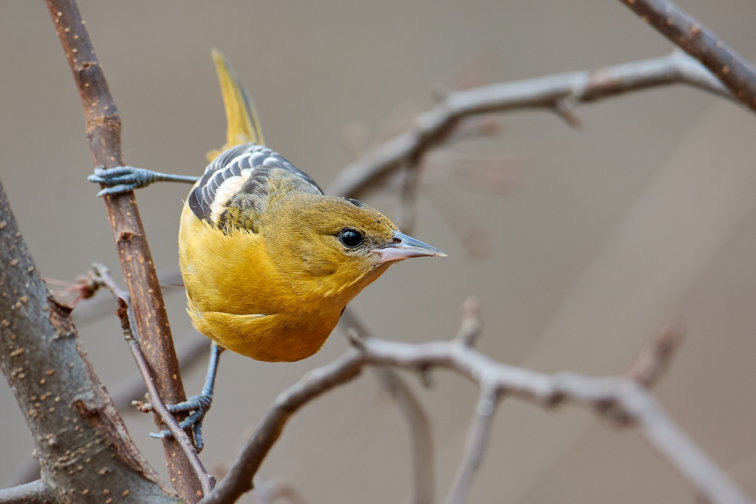 Birds of New York | Orioles, Blackbirds, Jays, and Crows