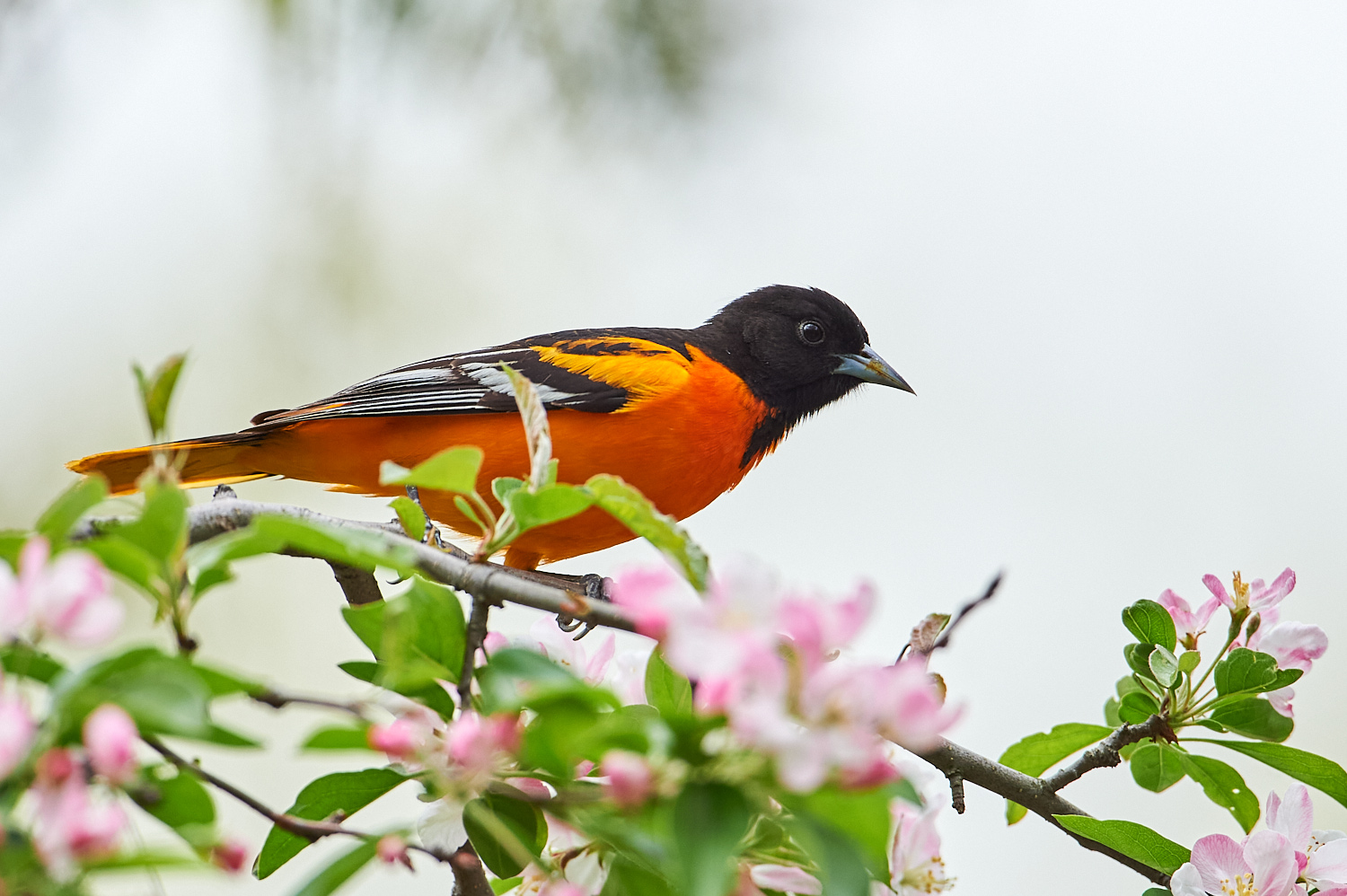 Birds of New York | Orioles, Blackbirds, Jays, and Crows