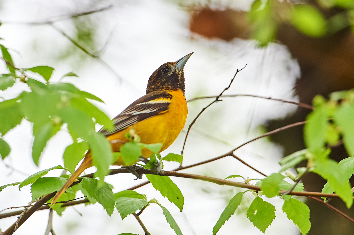 Birds of New York | Orioles, Blackbirds, Jays, and Crows