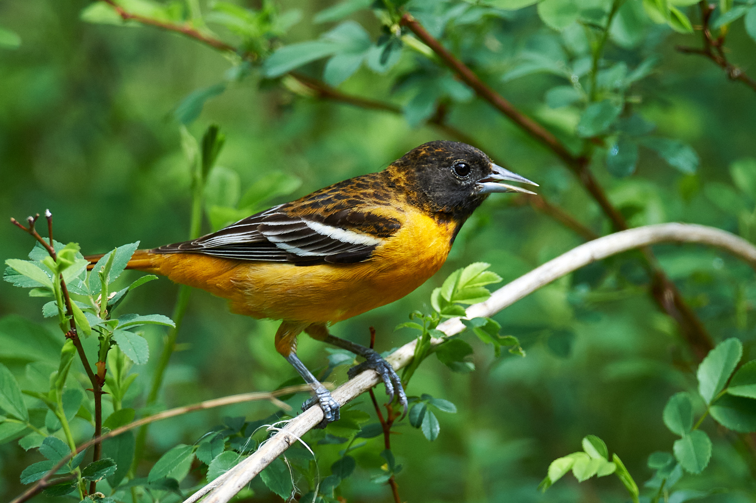 Birds of New York | Orioles, Blackbirds, Jays, and Crows