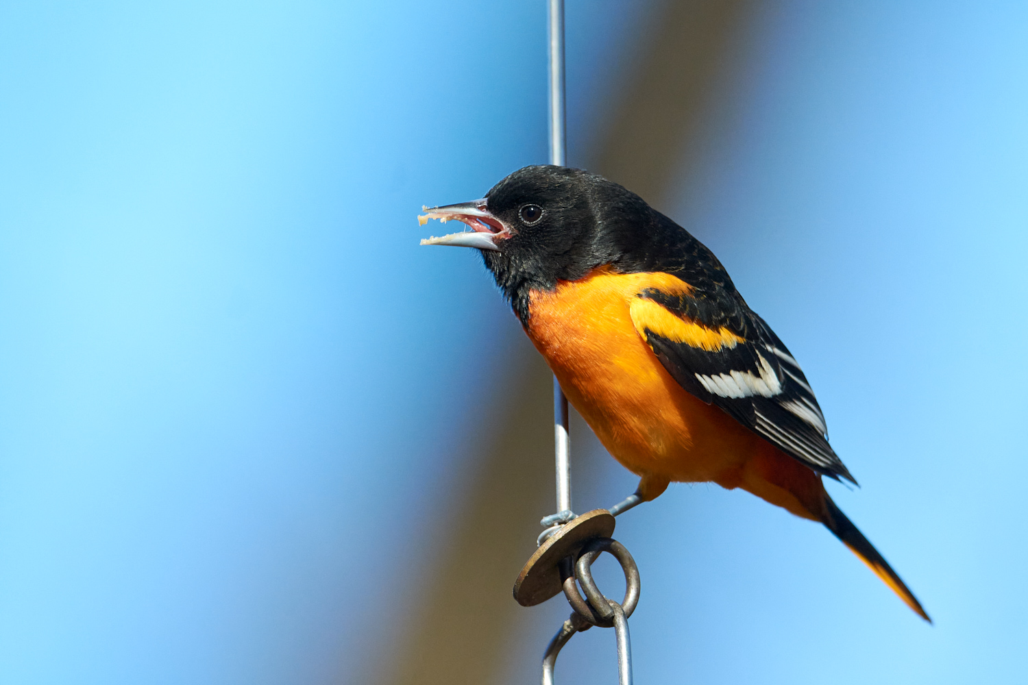 Birds of New York | Orioles, Blackbirds, Jays, and Crows