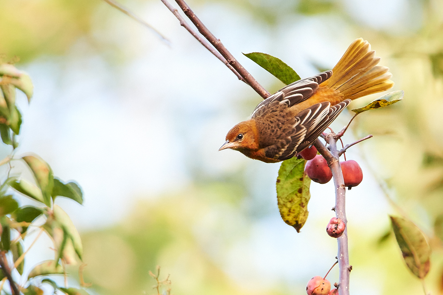 Birds of New York | Orioles, Blackbirds, Jays, and Crows