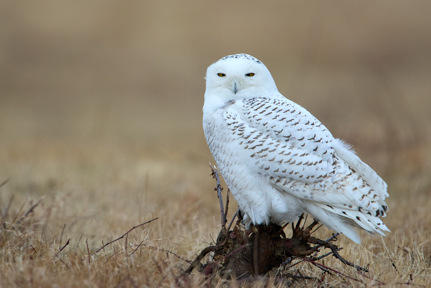 Birds of New York | Owls