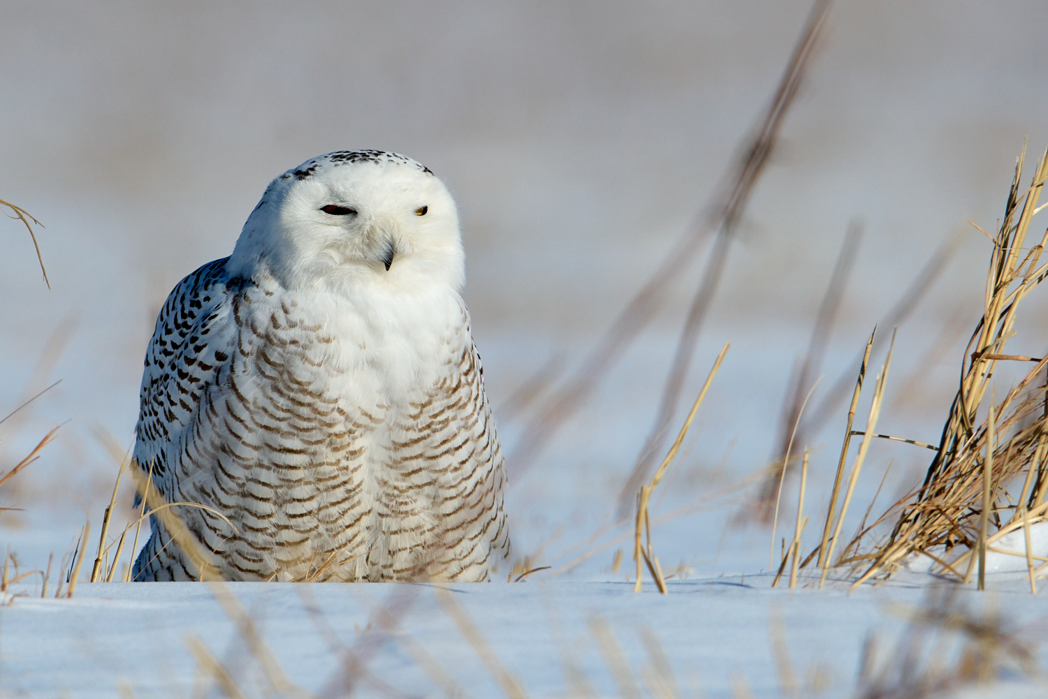 Birds of New York | Owls