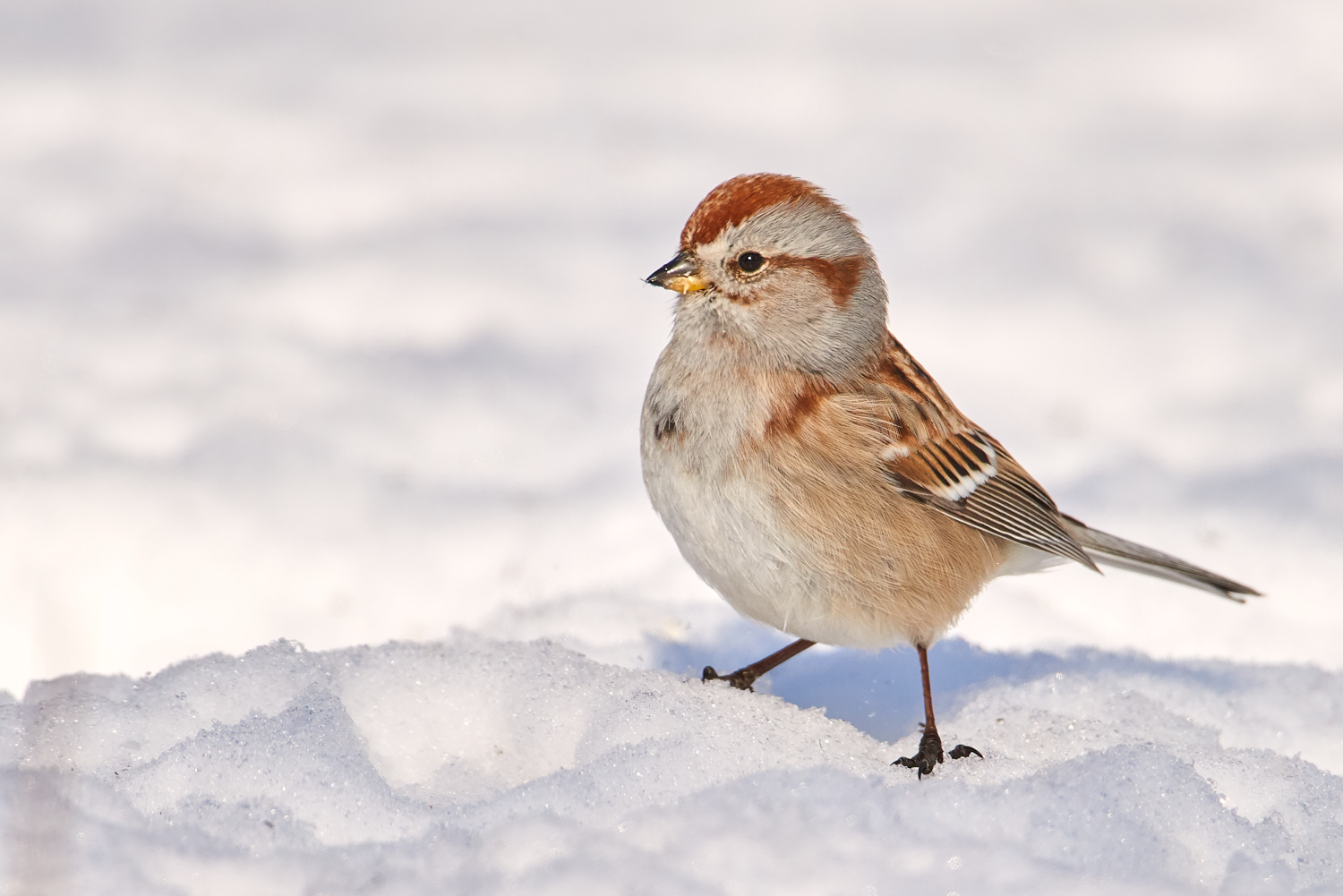 Birds of New York | Sparrows and Relatives