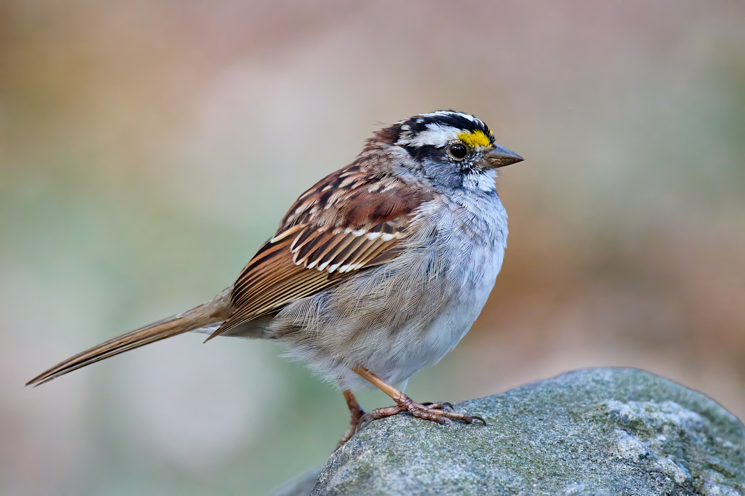 Birds of New York | Sparrows and Relatives