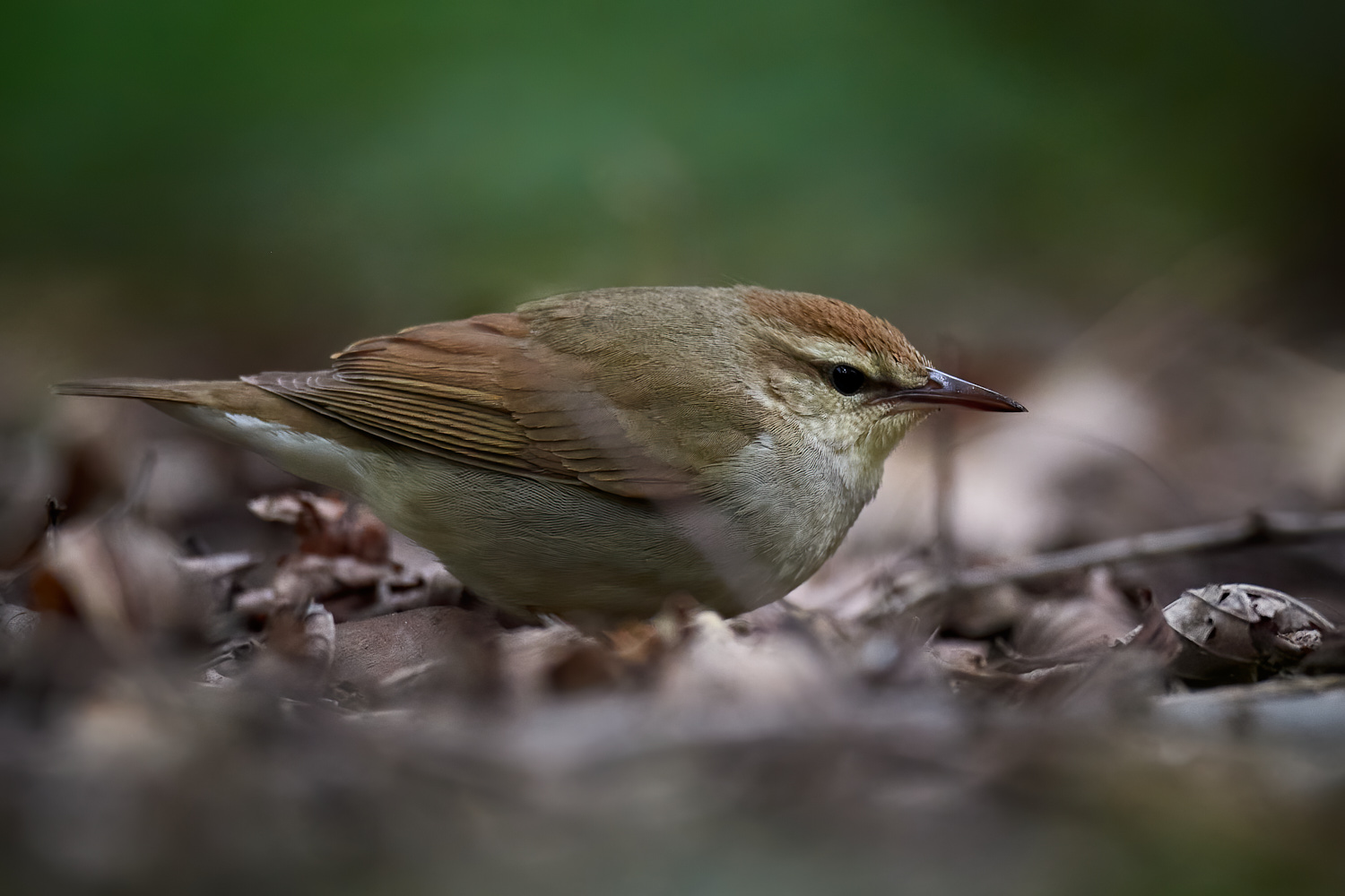 Birds of New York | swainsons_warbler