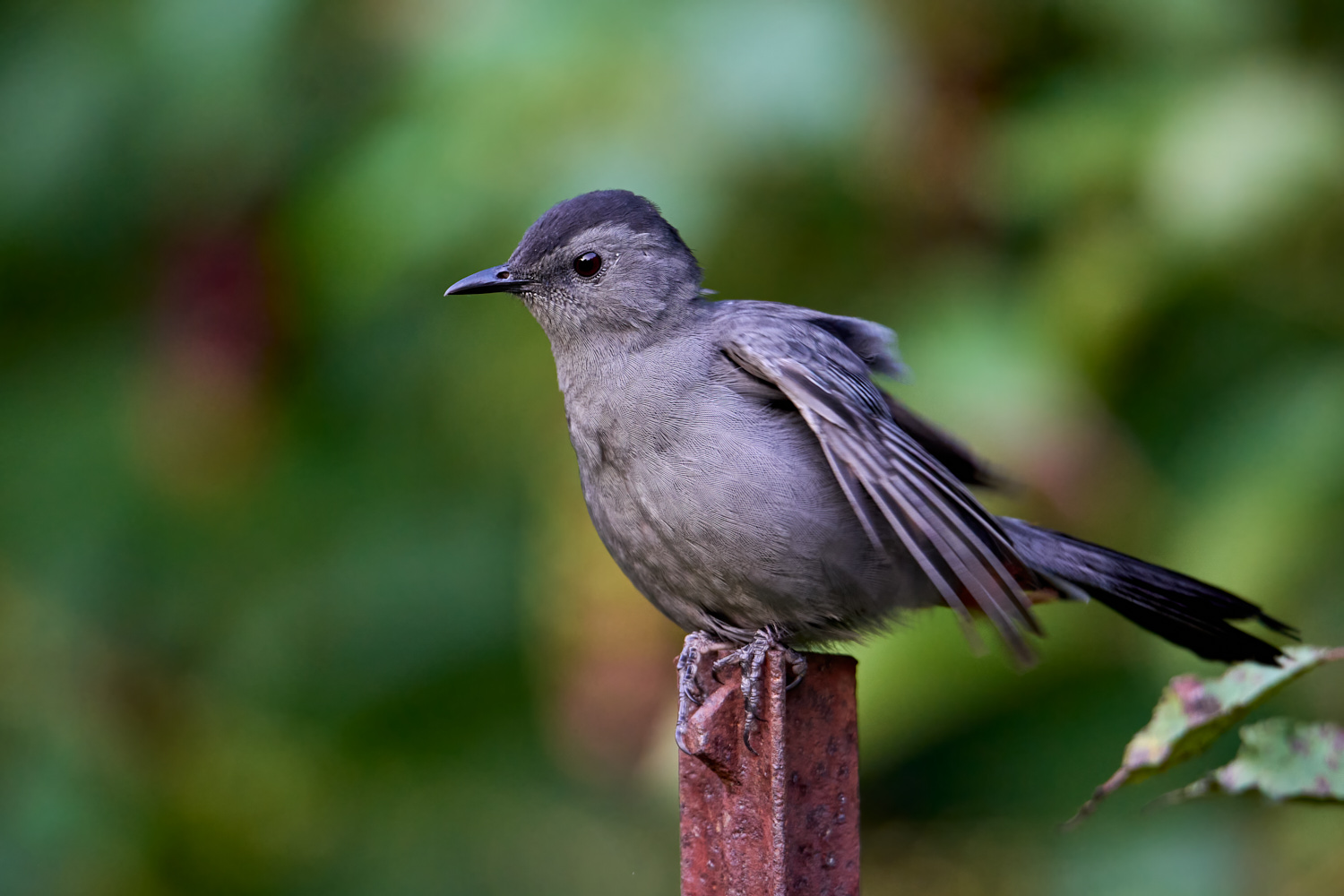 Birds of New York | Thrushes, Thrashers, and Relatives