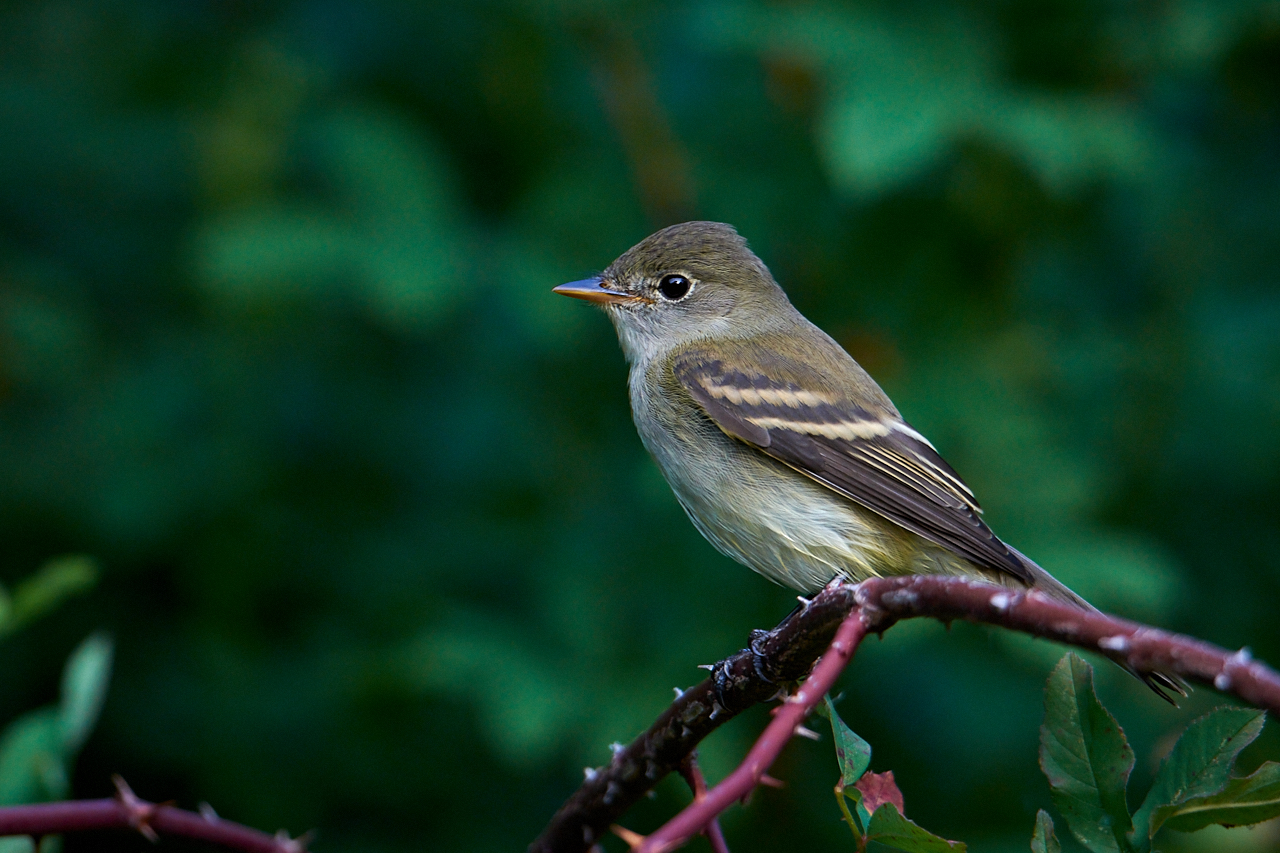 Birds of New York | Traills_Flycatcher