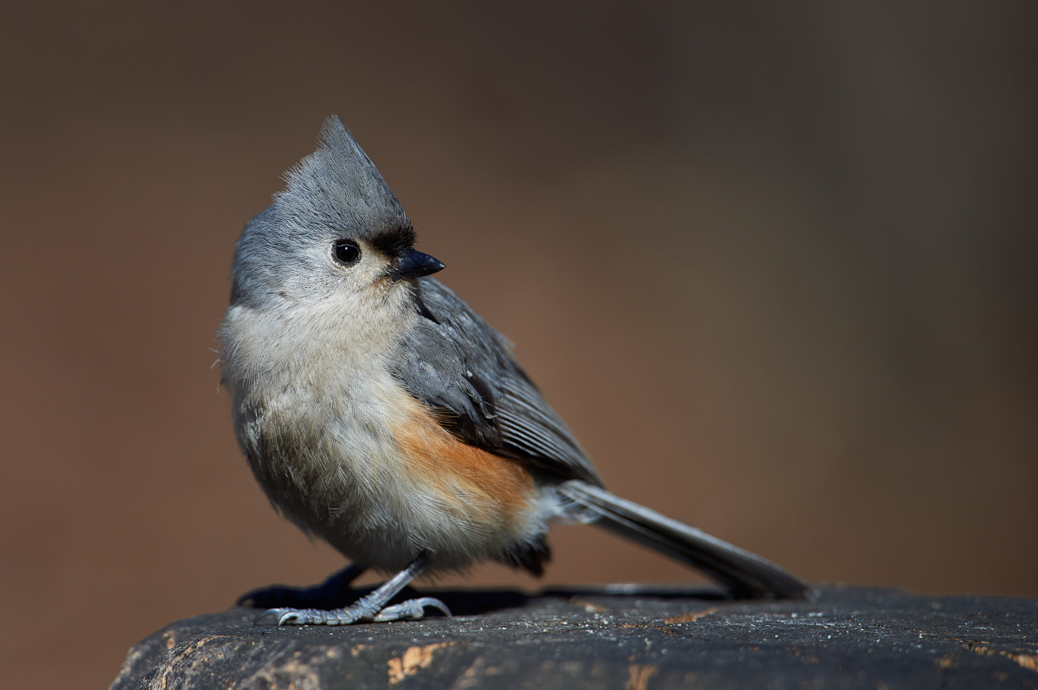 Birds of New York | Waxwings, Starlings, Chickadees, and Titmice